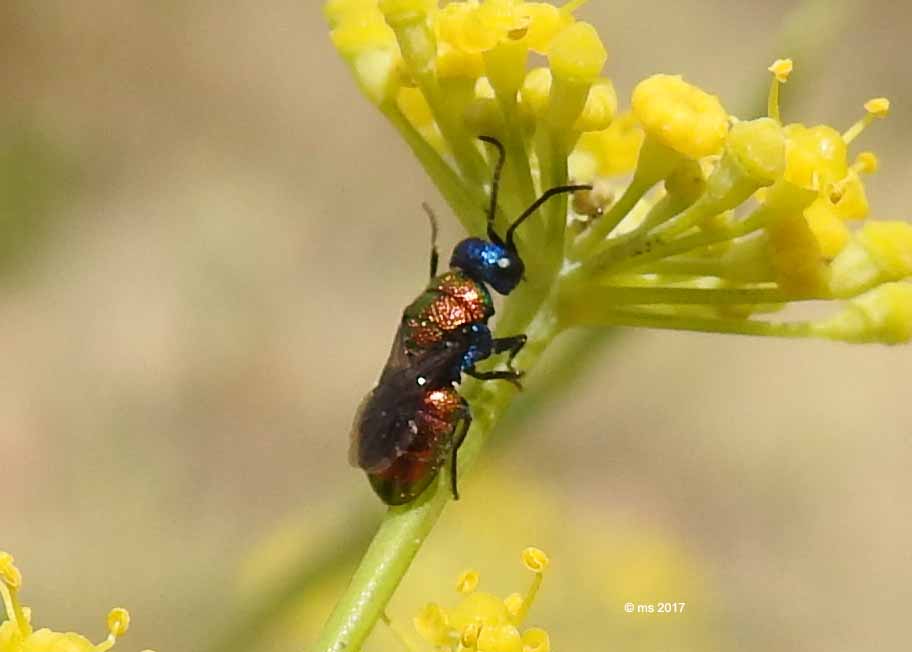 ID Chrysididae: Holopyga sp.